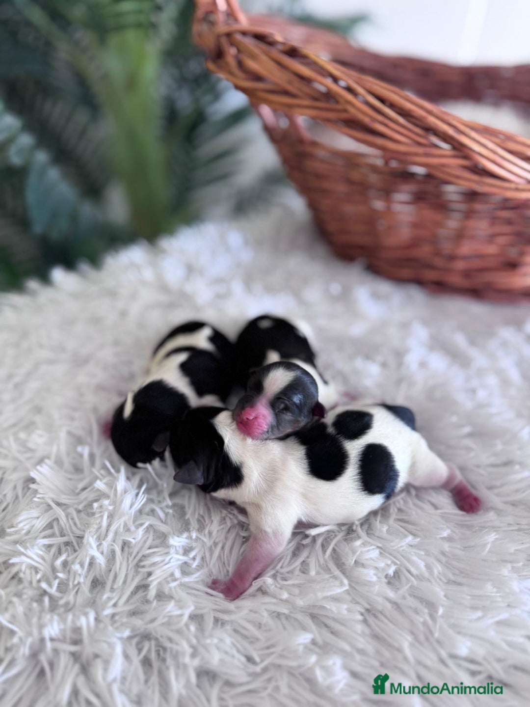 Yorkshire Terrier perros en venta: YORKSHIRE BIEWER HEMBRAS  - Imagen 9