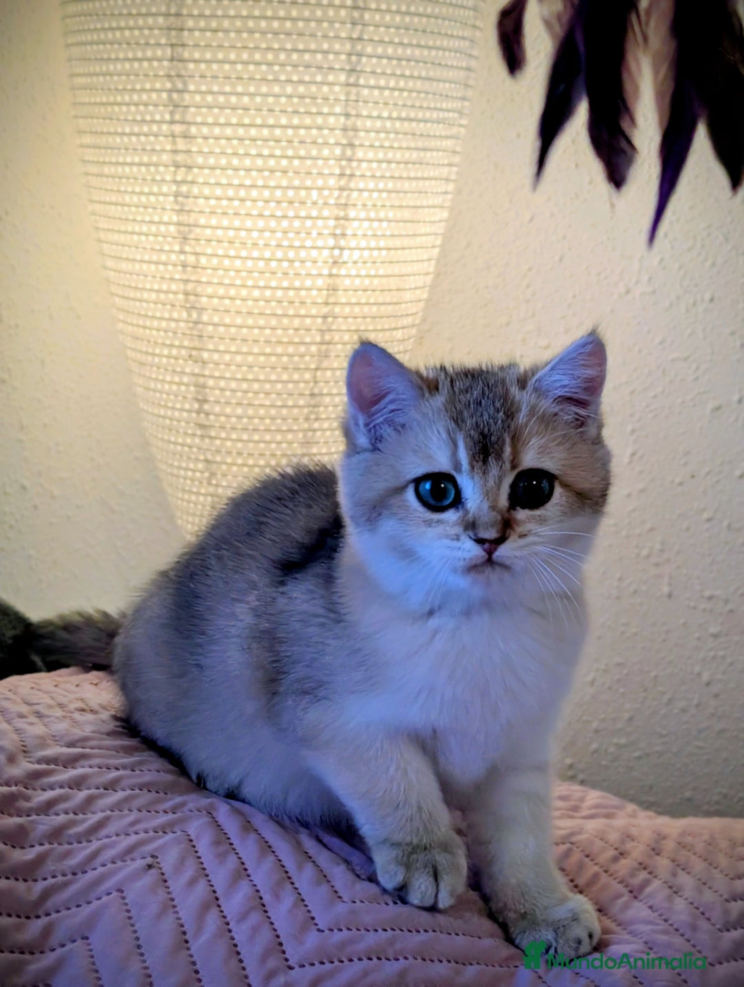 Británico de Pelo Corto gatos en venta: Preciosa niña british golden - Anuncio 5