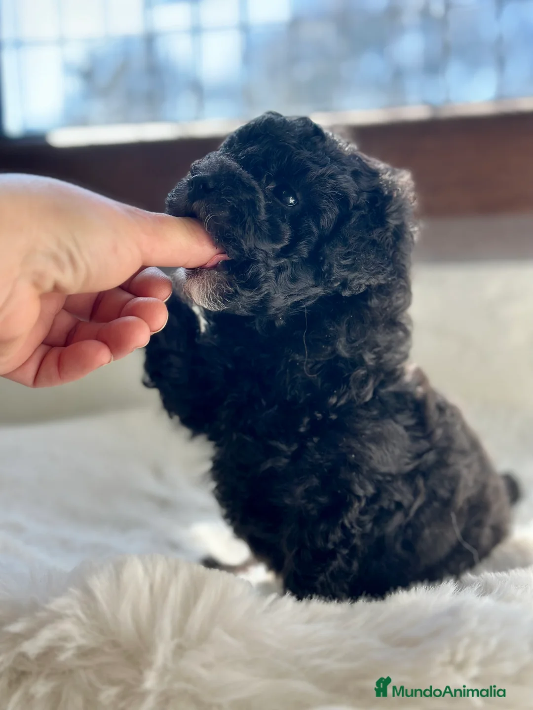 Caniche Toy perros en venta: CANICHE TOY LÍNEA COREANA DISPONIBLE en Barcelona - Anuncio 5