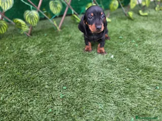 Teckel Miniatura perros TECKEL MINIATURA - Anuncio 7