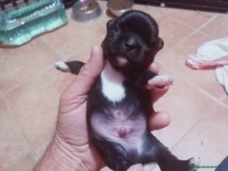 Chihuahua perros - Anuncio 2