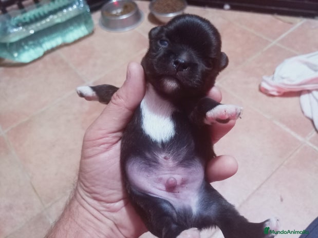 Chihuahua perros - Anuncio 1