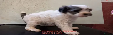 Perro Crestado Chino Cachorro 1