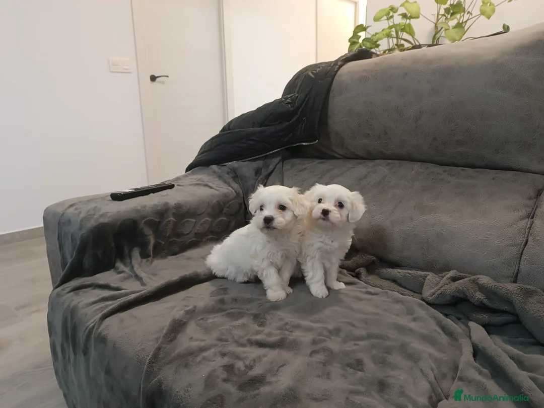 Bichón Maltés perros en venta: BICHÓN MALTÉS - Anuncio 1