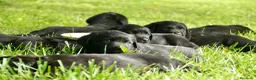 Labrador Retriever perros en venta: Cachorros de Labrador Retriever Negros - Anuncio 6