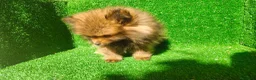 Pomerania perros en venta: Pomerania  - Anuncio 2