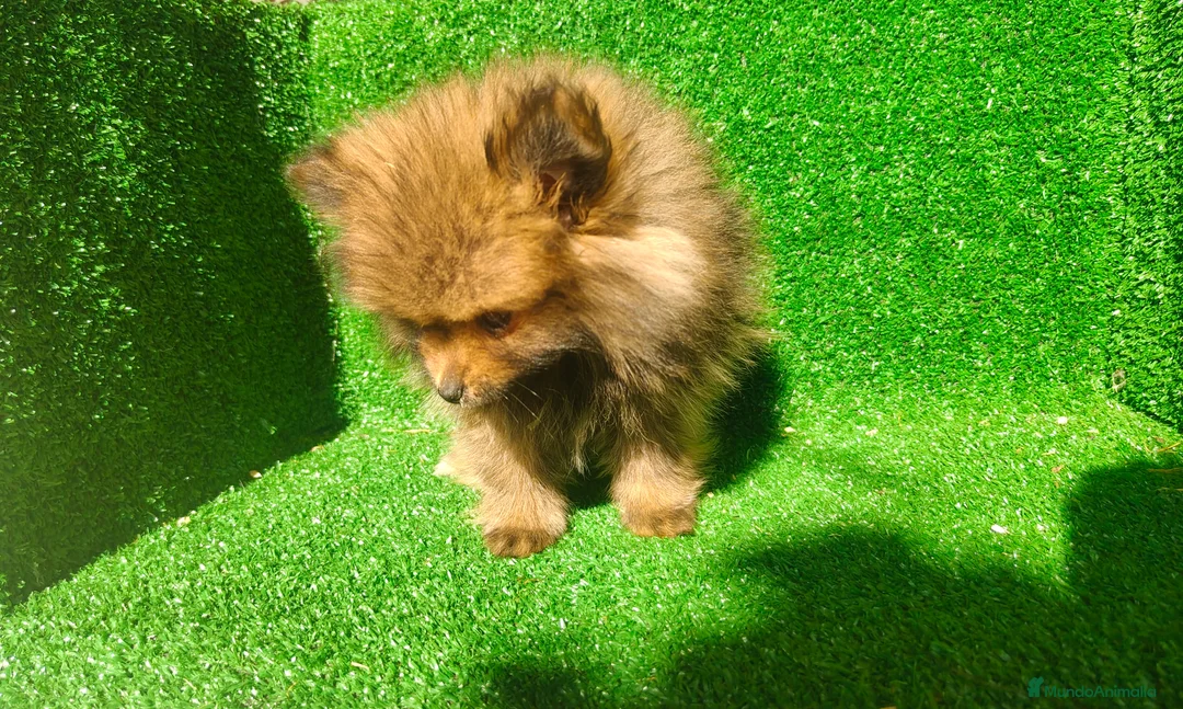 Pomerania perros en venta: Pomerania  - Anuncio 2