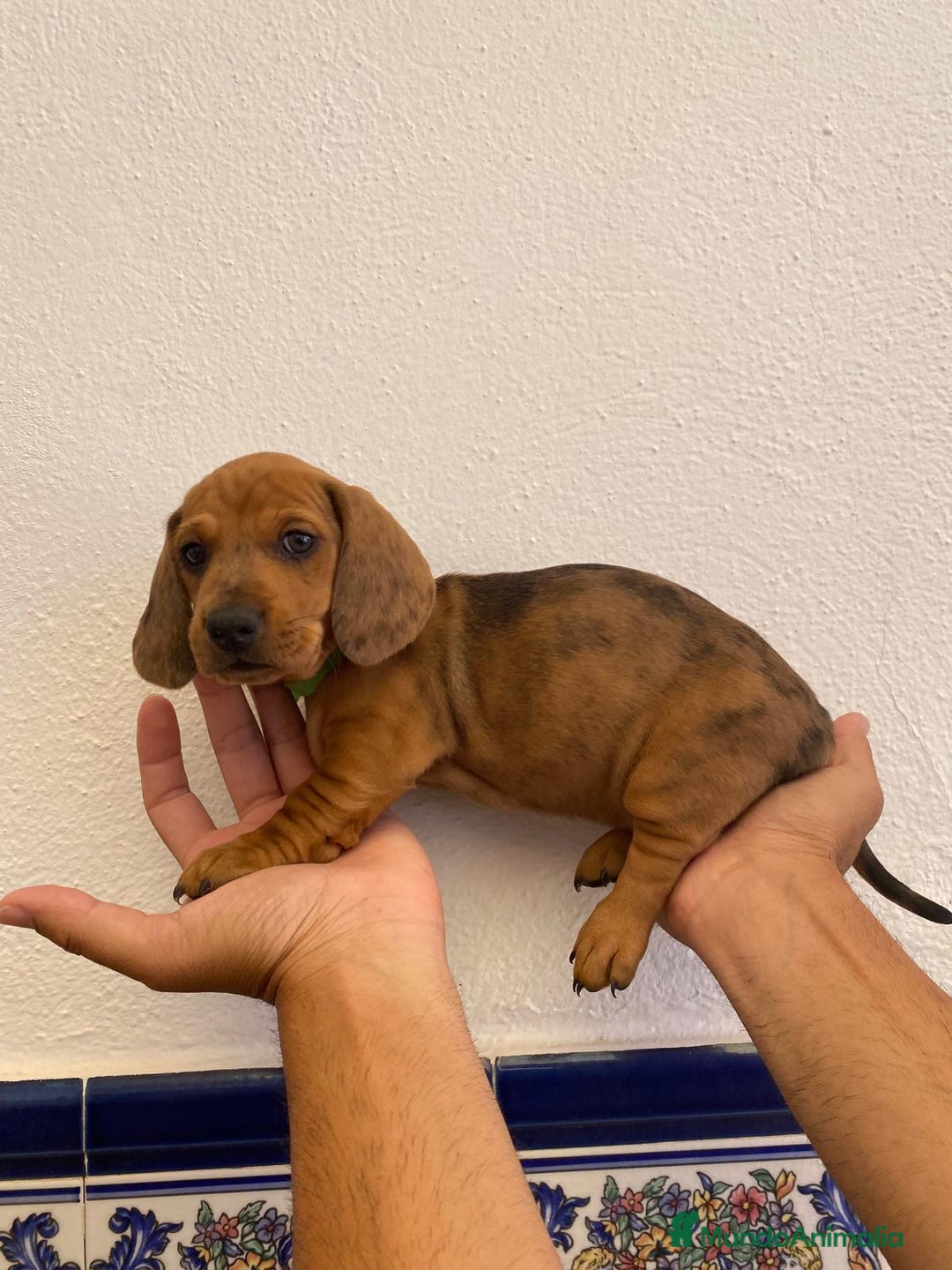 Teckel perros en venta: Camada disponible de Tekel  - Imagen 1