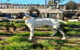 Braco Alemán de Pelo Corto perros en venta: Bracos Alemanes  - Imagen 6
