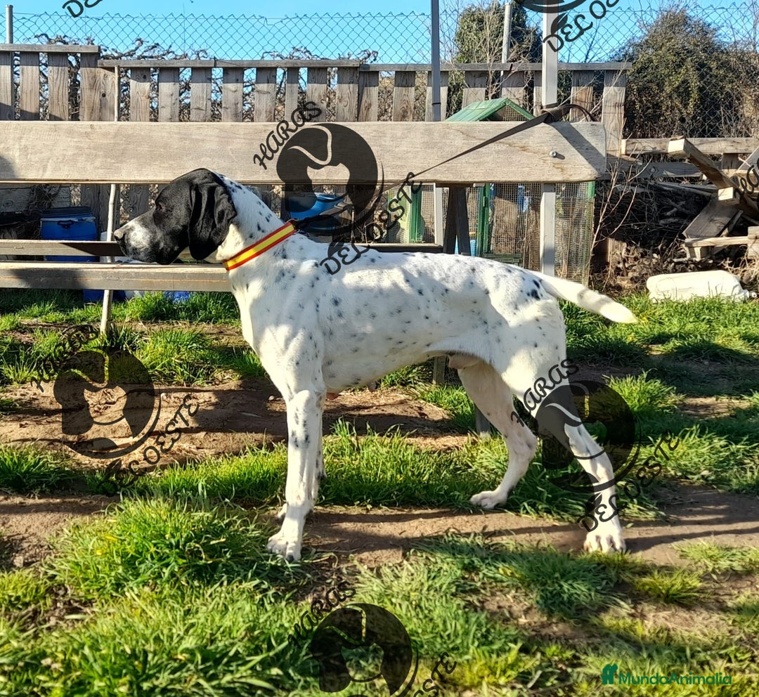 Braco Alemán de Pelo Corto perros en venta: Bracos Alemanes  - Imagen 6