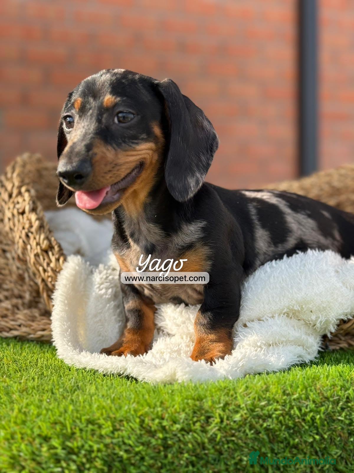 Teckel Miniatura perros en venta: TECKEL ARLEQUIN - Anuncio 1