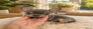 Chihuahua 2