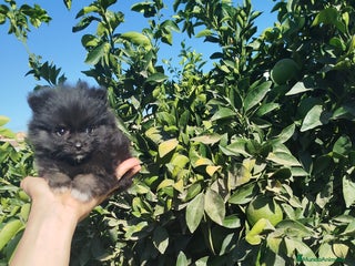 Pomerania perros - Anuncio 13