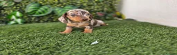 Teckel Miniatura perros en venta: TECKEL MINIATURA ARLEQUIN - Anuncio 5