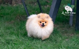 Pomerania perros en venta: Espectacular Macho Pomerania Naranja Sable - Imagen 3