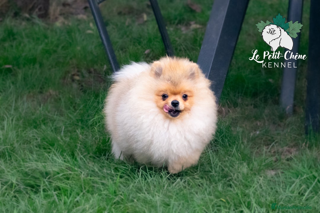 Pomerania perros en venta: Espectacular Macho Pomerania Naranja Sable - Imagen 3