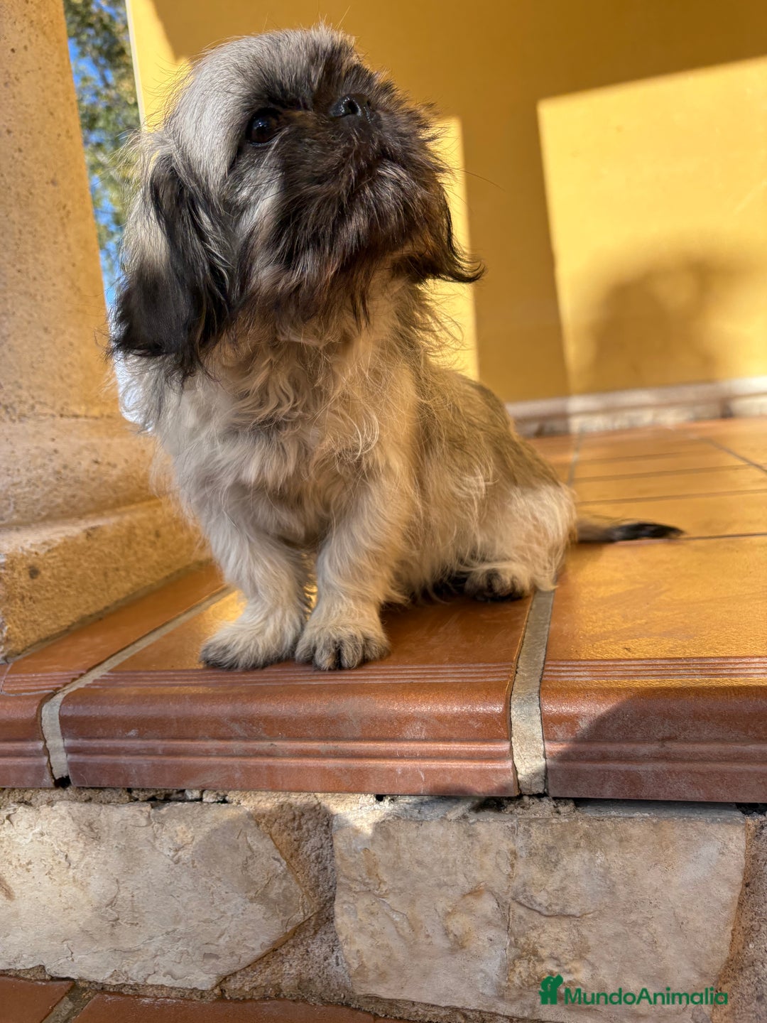 Pekinés perros en venta: Pekines imperial hembra preciosa  - Anuncio 11