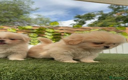 Pekinés perros en venta: PEKINES HEMBRA - Imagen 5