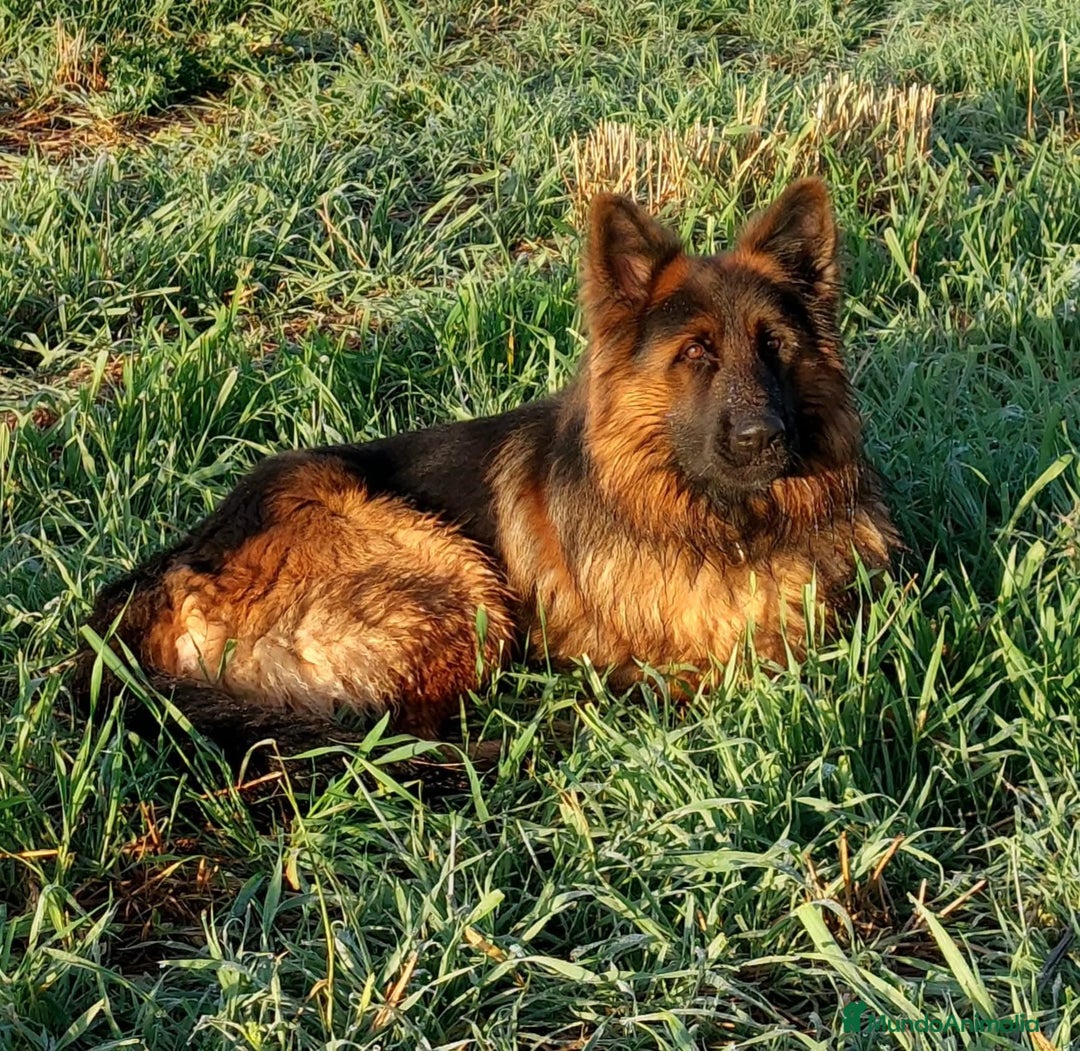 Pastor Alemán perros para monta: Pastor alemán para montas  - Anuncio 8