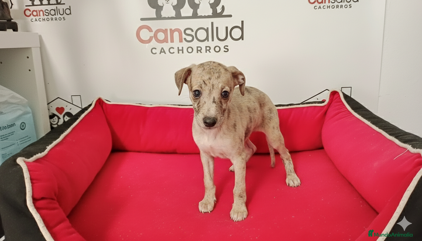 Pequeño Lebrel Italiano perros Lebrel italiano - Anuncio 4