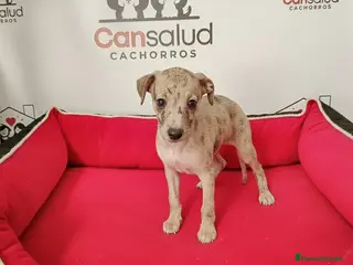 Pequeño Lebrel Italiano perros Lebrel italiano - Anuncio 4