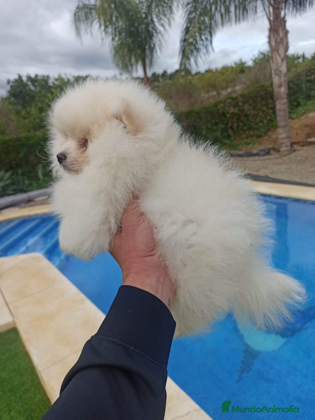 Pomerania perros en venta: Pomerania lulu Toy macho blanco  - Anuncio 2