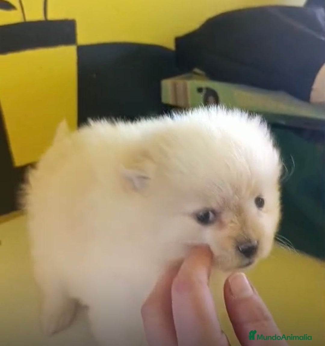 Pomerania perros en venta: Lulu pomerania toy  - Anuncio 16