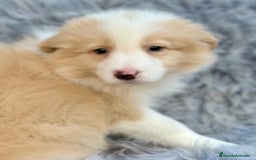 Border Collie perros en venta: BORDER COLLIE ROJOS DISPONIBLES - Anuncio 3