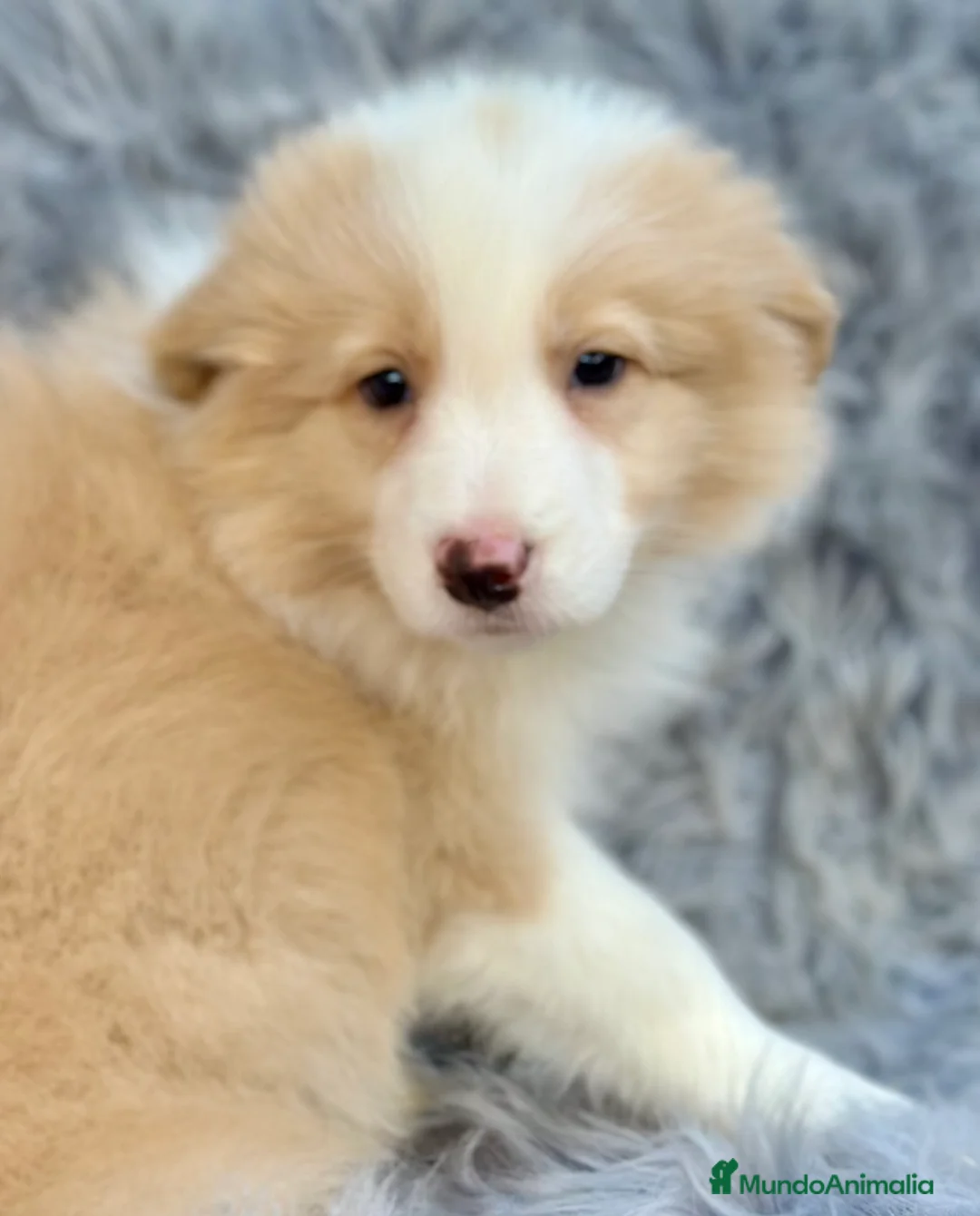 Border Collie perros en venta: BORDER COLLIE ROJOS DISPONIBLES - Anuncio 3