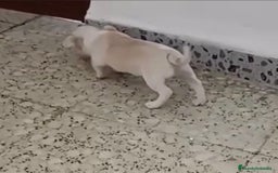 Chihuahua perros en venta: Exclusivos chihuahuas mini toy - Imagen 12