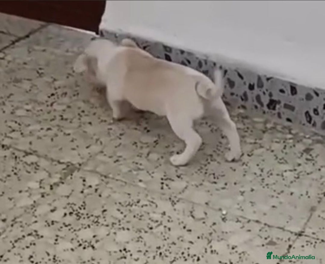 Chihuahua perros en venta: Exclusivos chihuahuas mini toy - Imagen 12