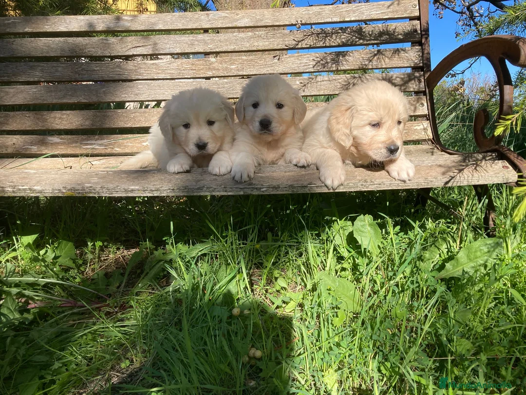 Golden Retriever perros en venta: Bebés de Golden retriever - Anuncio 5