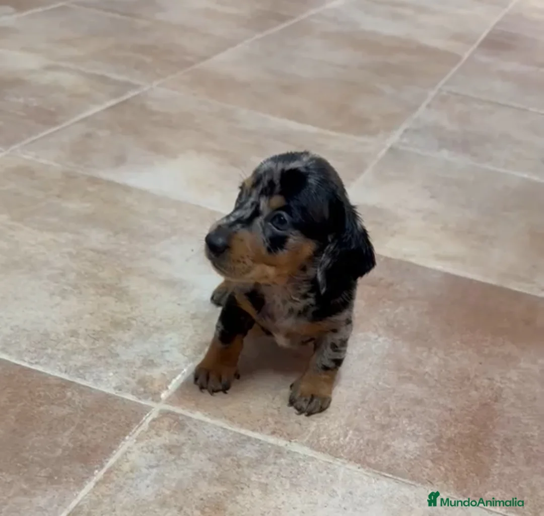 Teckel Miniatura perros en venta: Teckel miniatura arlequin - Anuncio 4