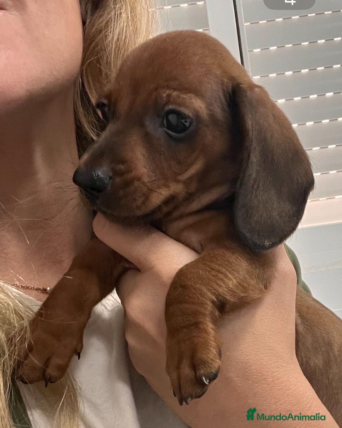 Teckel perros Excelentes Teckel Kaninchen y mini  - Anuncio 15