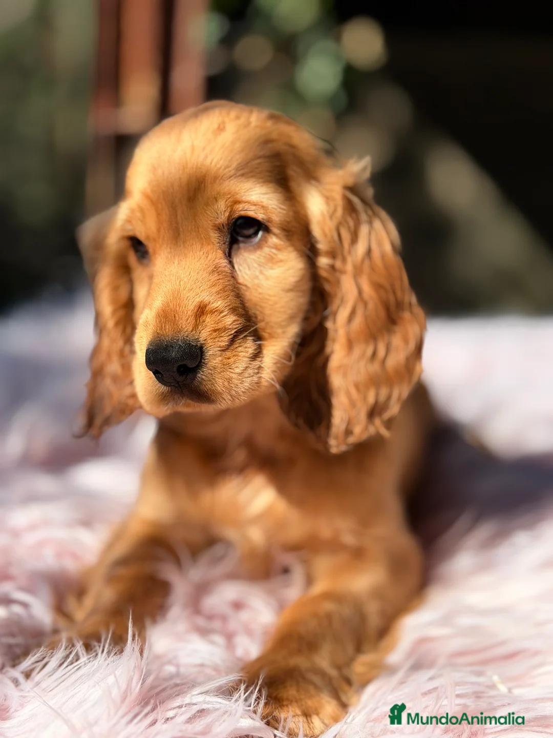 Cocker Spaniel Inglés perros en venta: Cocker dorada hembra - Anuncio 5