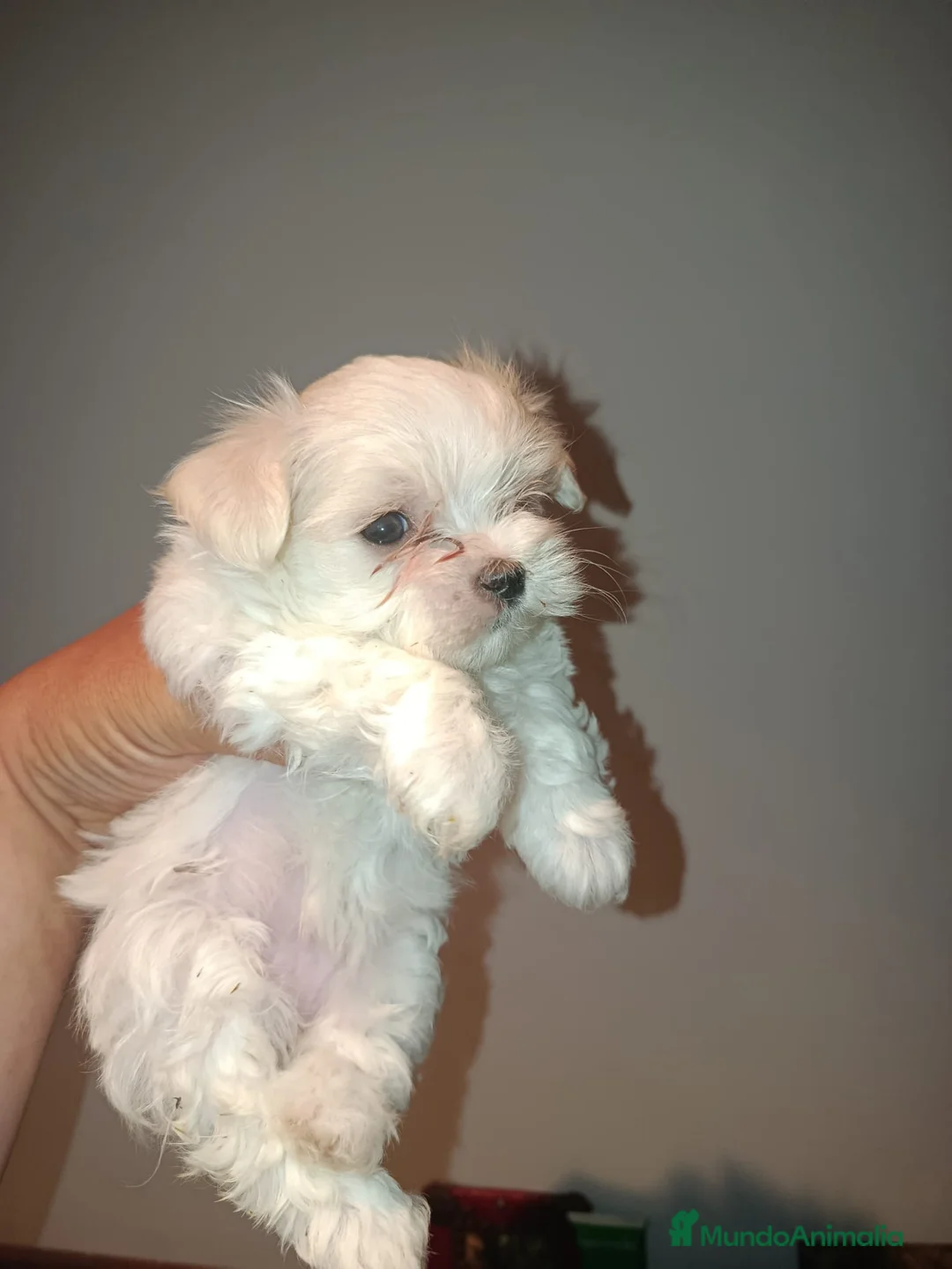 Bichón Maltés perros en venta: Bichon maltés  - Anuncio 5