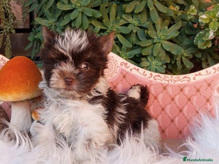 Yorkshire Terrier perros Cachorros Yorkshire chocolate Micro/Toy - Anuncio 13