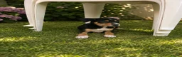 Raza Mixta perros en venta: PRECIOSA PAREJA DE HEMBRAS(leer bien anuncio ) - Anuncio 2
