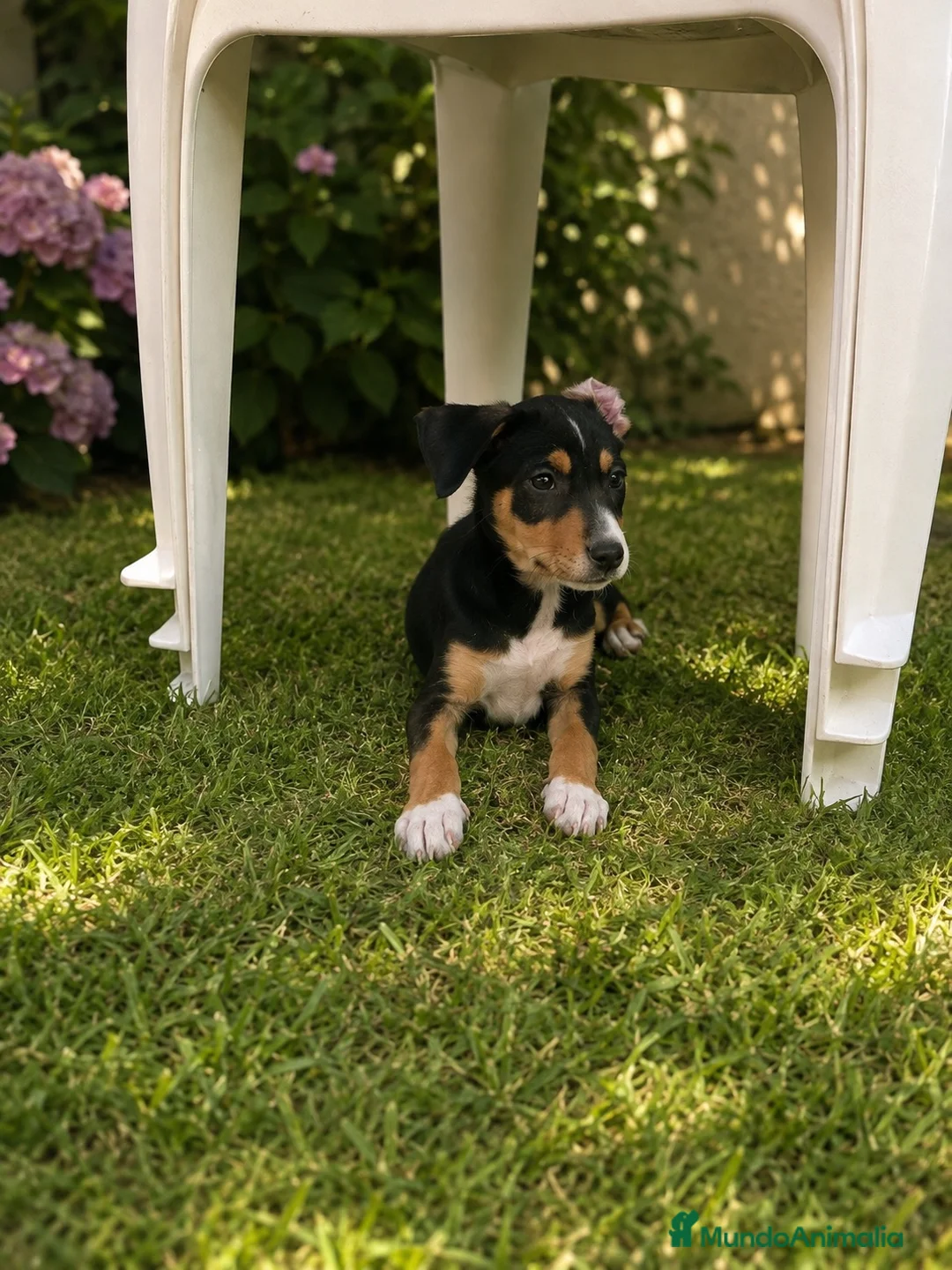 Raza Mixta perros en venta: PRECIOSA PAREJA DE HEMBRAS(leer bien anuncio ) - Anuncio 2