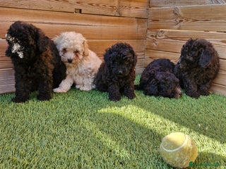 Caniche Toy perros en Barcelona - Anuncio 17