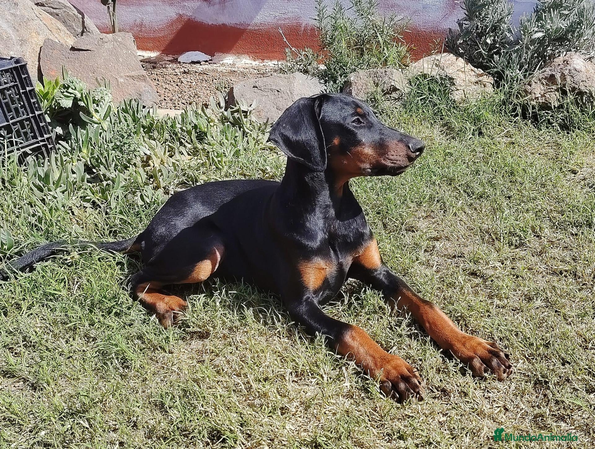 Dobermann perros en venta: Doberman en Tenerife  - Anuncio 1