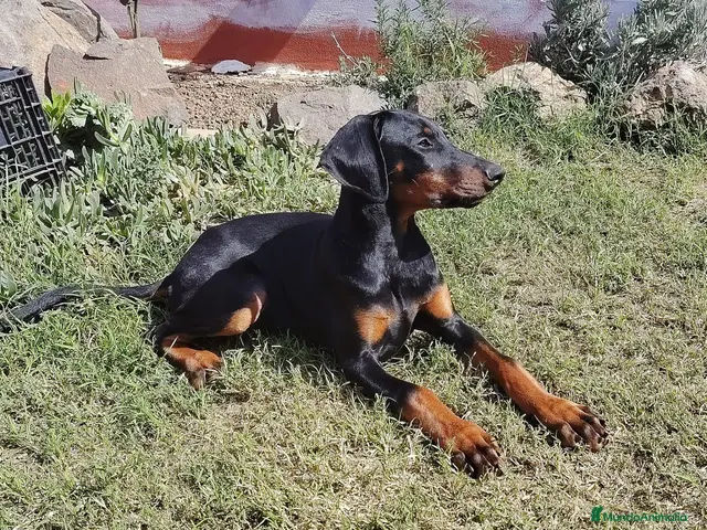 Dobermann perros en venta: Doberman en Tenerife - Anuncio 1