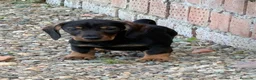 Teckel perros en venta: Macho St de Pelo Duro  - Anuncio 5