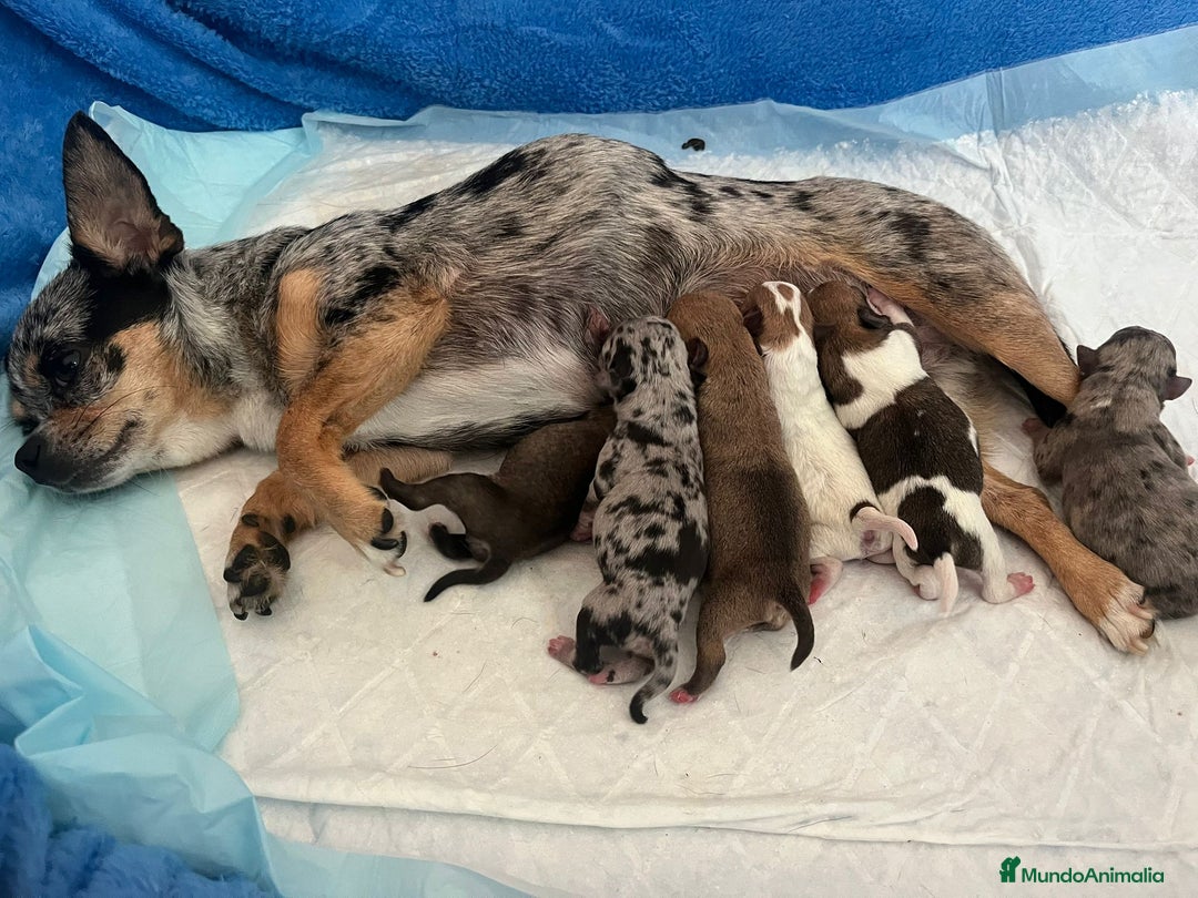 Chihuahua perros en venta: Chihuahua - Imagen 3