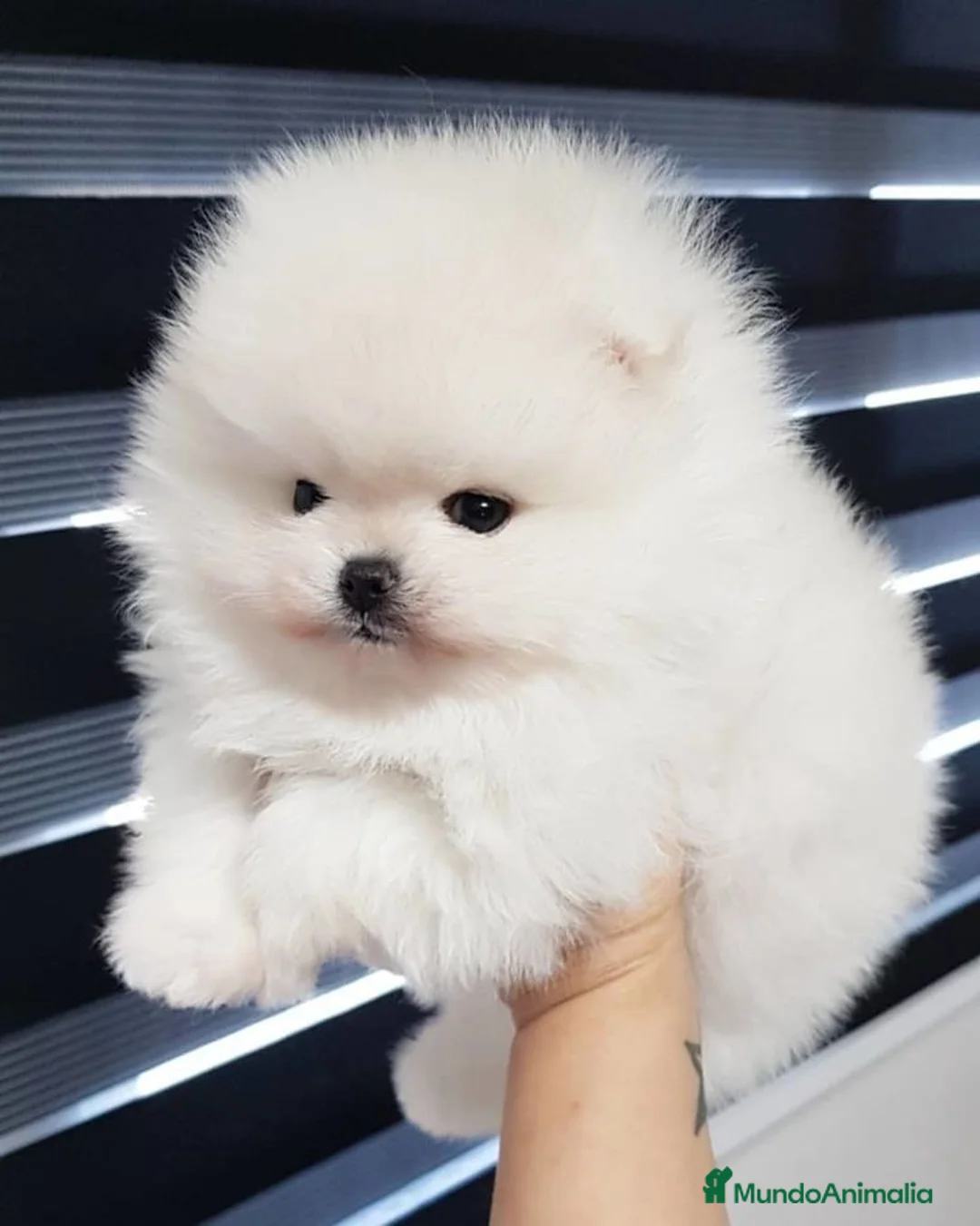 Pomerania perros en venta: CAMADA DE POMERANIA BLANCOS DISPONIBLES - Anuncio 1
