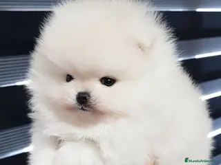 Pomerania perros CAMADA DE POMERANIA BLANCOS DISPONIBLES - Anuncio 1