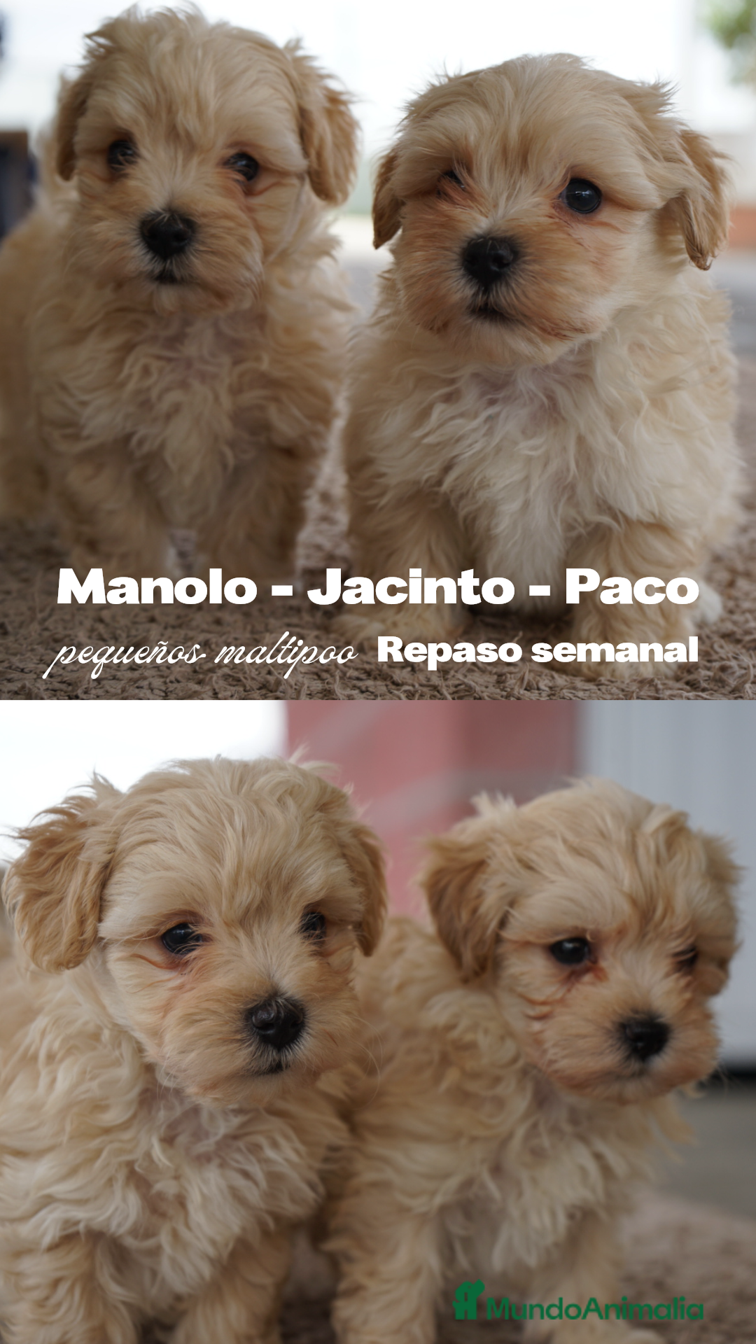 Maltipoo perros en venta: 🐾 Manolo, Jacinto y Paco – Hermanitos Maltipoo 🐾 - Imagen 2