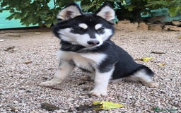 Husky Siberiano perros en venta: Hembrita de husky siberiana - Anuncio 2
