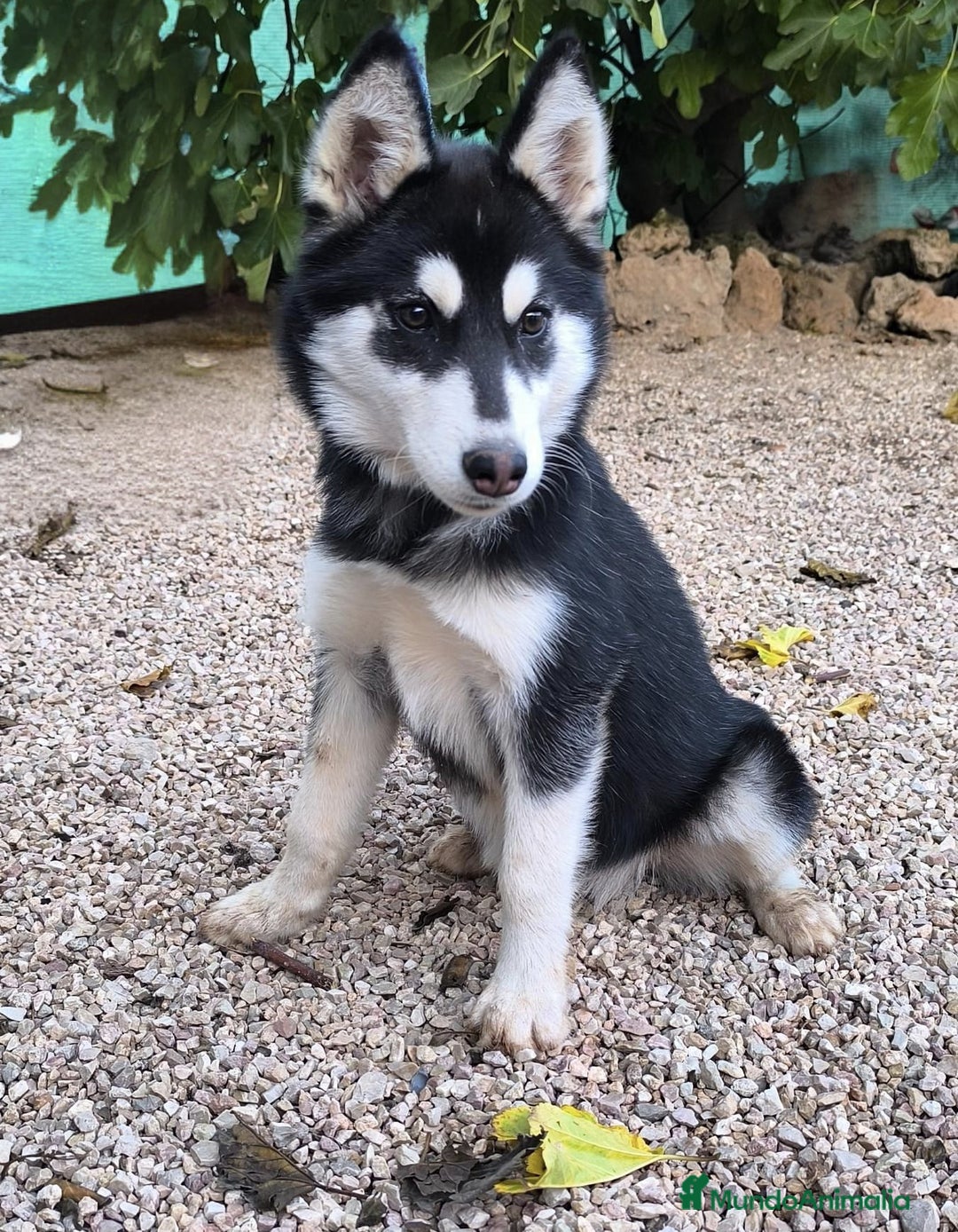 Husky Siberiano perros en venta: Hembrita de husky siberiana - Anuncio 2