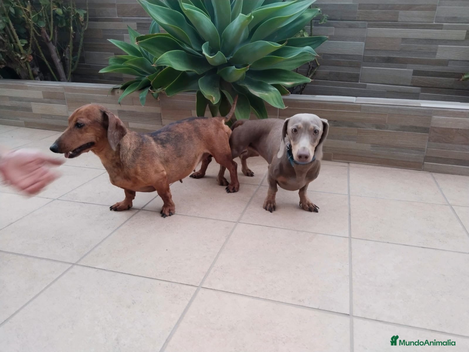 Teckel Miniatura perros Teckel kanichen - Anuncio 1
